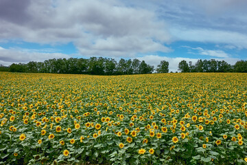 Sunflower Field in Hokkaido