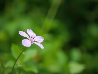 A delicate pink flower in soft focus against a blurred green nature background, flora, delicate