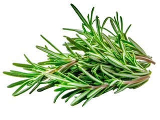 Fototapeta premium Fresh rosemary sprigs isolated transparent background on transparent background