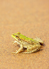 The frog sits on the sand on the shore of the lake. Beautiful wildlife landscape with place for text. The concept of protecting wildlife and ecology.