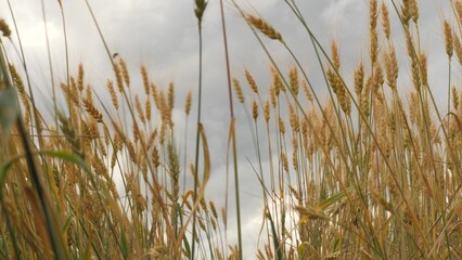 ears wheat field sky summer farm. griculture. farming. golden flakes yellow wheat against blue sky field. close-up golden ears wheat. landscape wheat summer field sun sky nature.