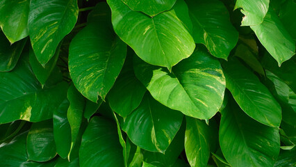 Nature leaves, green tropical forest, background concept