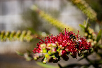 Bees in Bottle Brushes