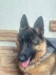 german shepherd portrait