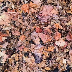 Golden Brown Autumn Leaves