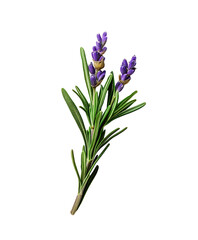 Fototapeta premium Close-up of fresh lavender sprigs with purple blossoms and green leaves. Isolated on transparent white background, png