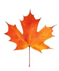 Obraz premium Vibrant orange autumn maple leaf. Isolated on transparent white background, png