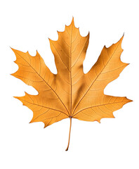 Fototapeta premium Detailed illustration of an autumn maple leaf with vibrant orange hues. Isolated on transparent white background, png