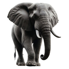 Three African elephants Standing in different directions transparent background	
