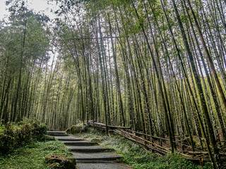 A scenic view of the Bamboo Forest at Xitou Nature Education Area in Nantou County, Taiwan.