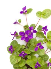 Vibrant purple oxalis plant with distinctive triangular leaves on a white background, oxalis, white background