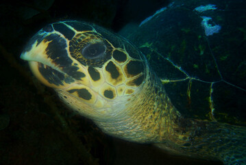 Fototapeta premium a sea turtle on a reef in the caribbean sea
