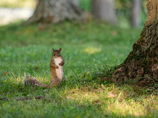 The squirrel is sitting in the green grass, looking curiously and pressing its front paws to its...