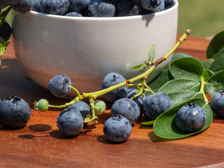 A vibrant blue huckleberry bush displaying clusters of ripening blueberries in a well-tended garden