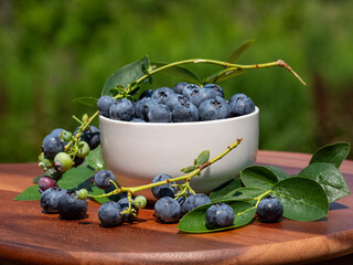 A vibrant blue huckleberry bush displaying clusters of ripening blueberries in a well-tended garden