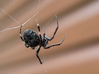 A garden spider hanging on a web.