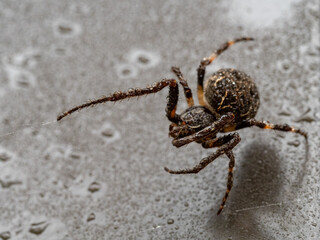 A garden spider hanging on a web.