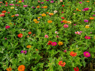 Naklejka premium Multicolor blooming front garden. Outdoor summer gardening. Multi-colored flower bed in the park. Lots of beautiful summer flowers. Lush bright flowering in the garden.