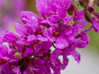 Multicolor blooming front garden. Outdoor summer gardening. Multi-colored flower bed in the park. Lots of beautiful summer flowers. Lush bright flowering in the garden.