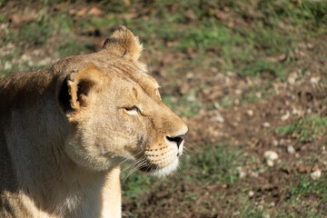 Fototapeta premium Lioness Portrait Closeup Grassy Habitat Wildlife Photography