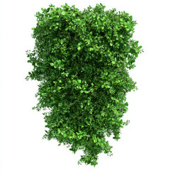 Obraz premium Lush Green Shrub Bush