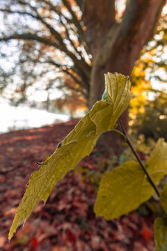 Herbststimmung am See