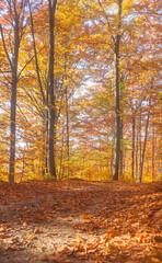 Poland, Europe, Central Europe, Maloposka, Beskidy Mountains, common beech forest after leafdrop, autumn