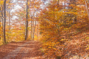 Poland, Europe, Central Europe, Maloposka, Beskidy Mountains, common beech forest after leafdrop, autumn