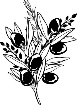 recommend clip art: Illustration of branch of olive with rosemary branch.