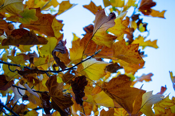 Autumn colors. Yellow, red and faded leaves.