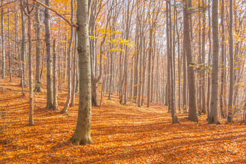 Poland, Europe, Central Europe, Malopolska, Beskidy Mountains, common beech forest after leafdrop, autumn