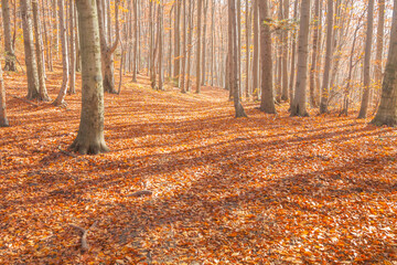 Poland, Europe, Central Europe, Malopolska, Beskidy Mountains, common beech forest after leafdrop, autumn