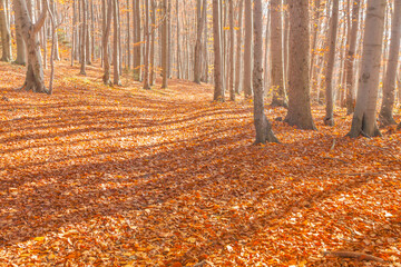 Fototapeta premium Poland, Europe, Central Europe, Malopolska, Beskidy Mountains, common beech forest after leafdrop, autumn