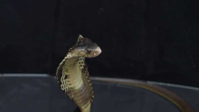 Cobra, deadly serpent living in nature