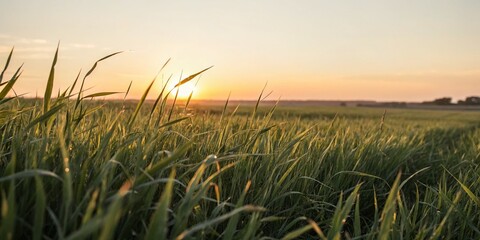 Serene Minimalist Landscape of Grass Bathed in Golden Evening Sunlight, Highlighting Nature's Tranquility and Beauty in Soft, Warm Tones for Calming Aesthetic Appeal