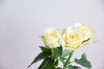 黄色い薔薇