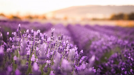 Obraz premium Field Of Lavender