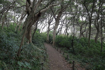 うねる枝木の林道