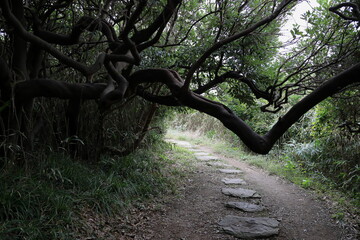 山道を通せんぼする太い枝