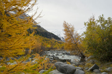 Mountain stream framed by golden-yellow larch trees in autumn. In the background the Palü glacier in Graubünden near Alpgrüm