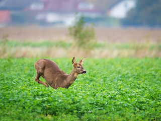 European roe deer (Capreolus capreolus), meadow, running, spring, A deer flees with great leaps...