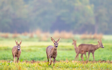 Roe deers coming along