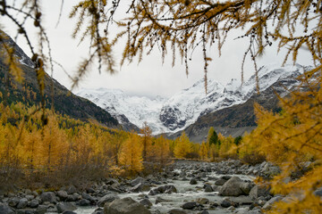Obraz premium Mountain stream framed by golden-yellow larch trees in autumn. In the background the Palü glacier in Graubünden near Alpgrüm