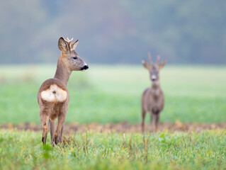 Two roe deer, capreolus capreolus, bucks standing on a meadow and looking on each other