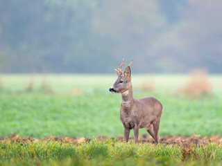 Roebuck - buck (Capreolus capreolus) Roe deer - goat