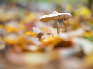 parasol mushroom