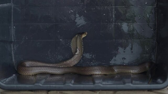 Cobra, deadly serpent living in nature