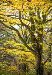 oak tree with autumn foliage