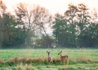Two young roe deer stand on the meadow. Capreolus capreolus. Portrait of two fawn deer.
