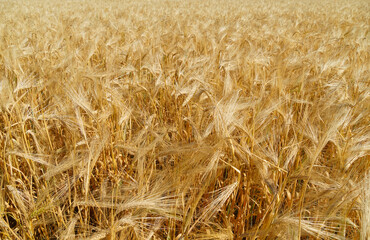 wheat field closeup and summer nature, wheat spikelets, beautiful sunny landscape